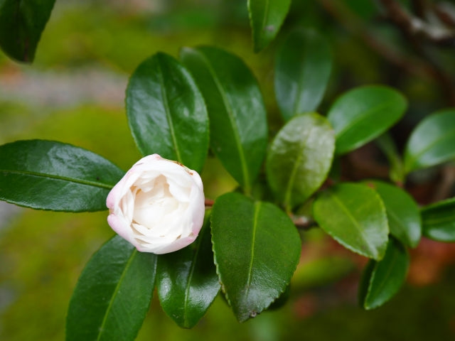 《侘助：わびすけ》この時期に着たい、季節の紋様